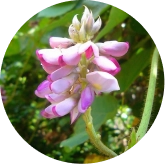 Kudzu Flower Extract